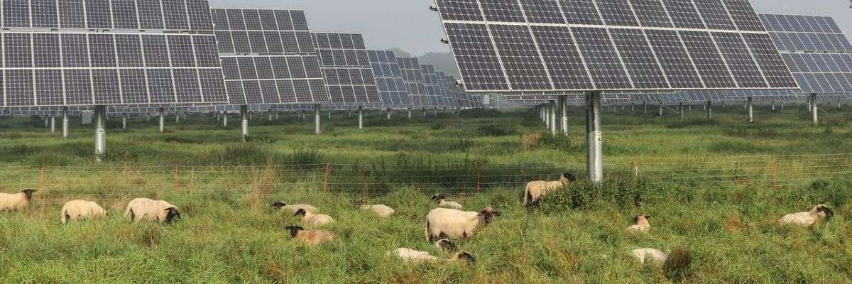 Sheep Grazing Large Ground Mounted Solar Array, YSG Solar