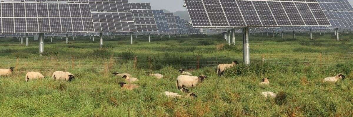 Solar Farm Sheep, YSG Solar