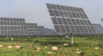 Solar Farm Sheep, YSG Solar